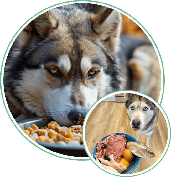 A Siberian husky is ready to eat their dog food.