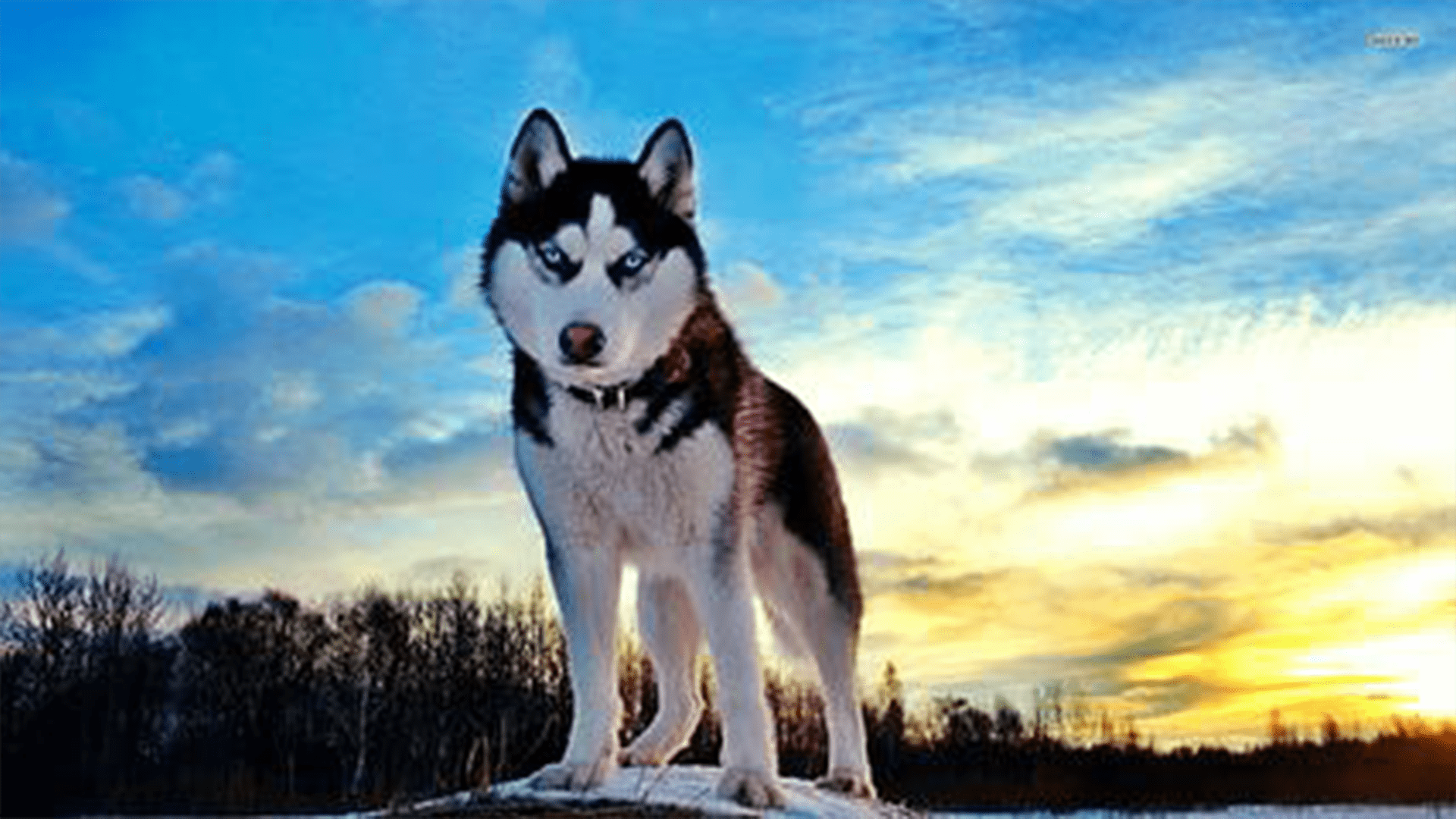 Siberian Husky in an open area